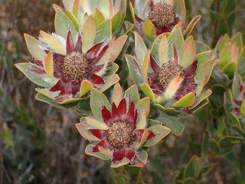 Image of Leucadendron nervosum Phillips & Hutchinson