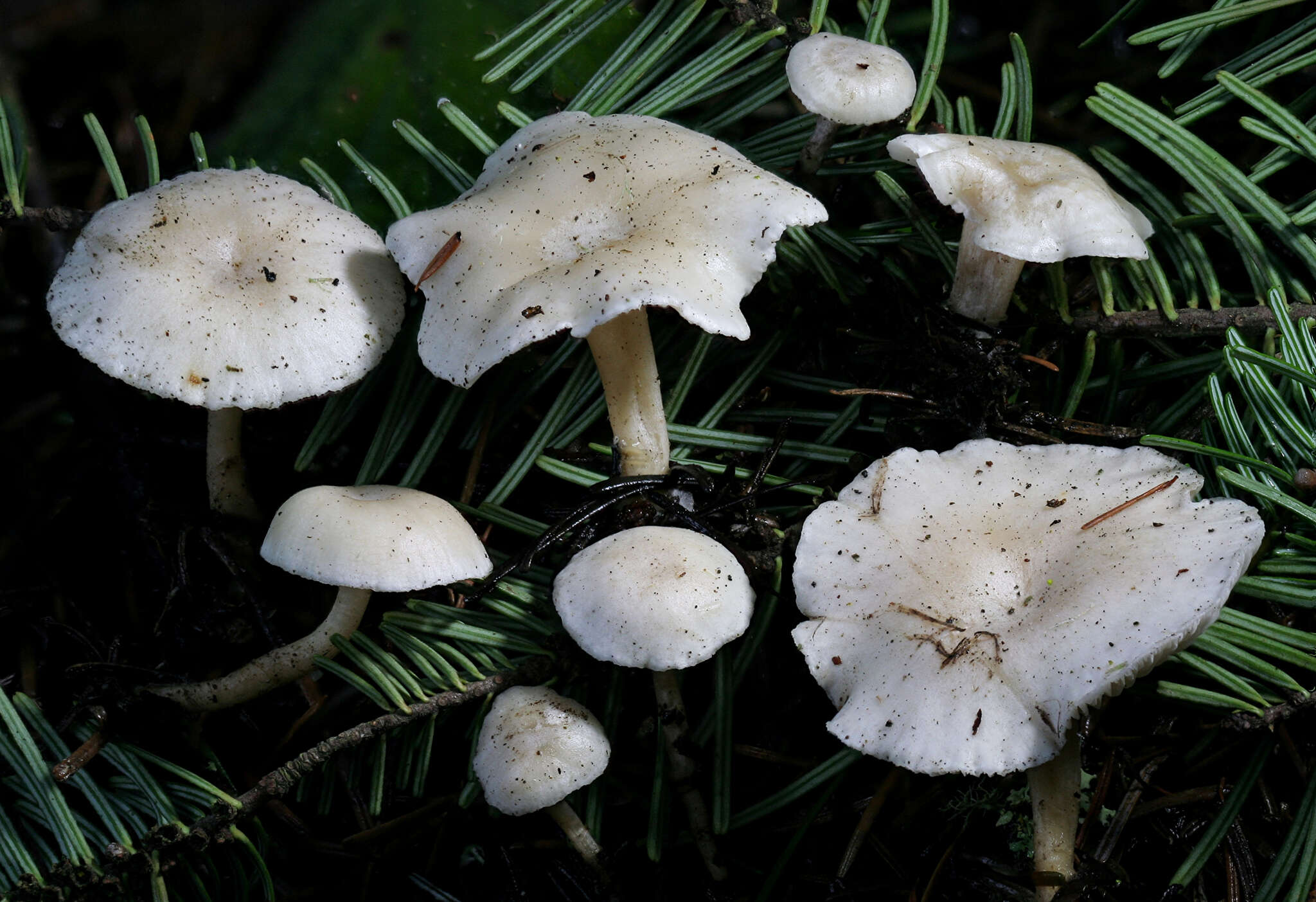 Imagem de Leucocybe candicans (Pers.) Vizzini, P. Alvarado, G. Moreno & Consiglio 2015