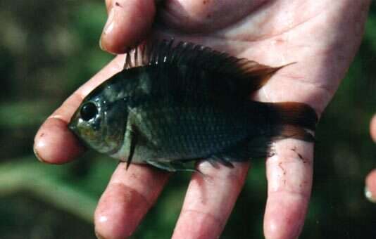 Cichlasoma amazonarum Kullander 1983 resmi