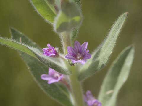 Image of Brook Willowherb