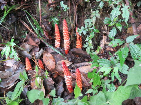 Image of Balanophora laxiflora Hemsl.