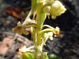 Image de Satyrium humile Lindl.