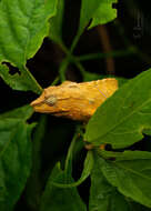 Image of South African Stumptail Chameleon