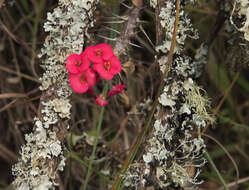 Image of Christ plant