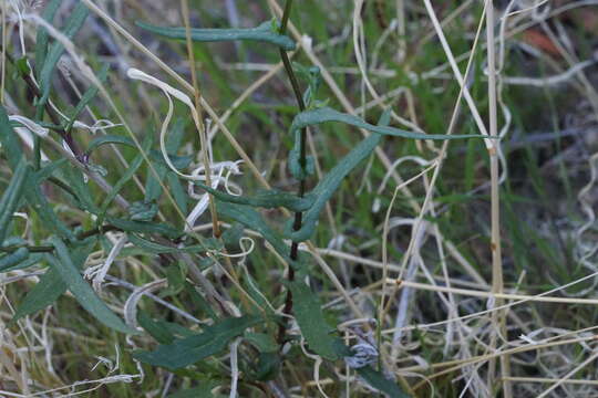 Image of Lemmon's ragwort