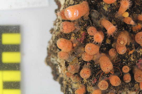 Image of orange encrusting anemone