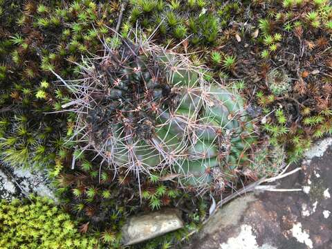 Image of Parodia linkii (Lehm.) R. Kiesling