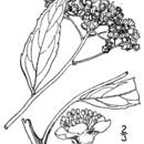 Image of Spiraea japonica L. fil.