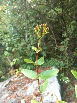 Plancia ëd Hypericum nudiflorum Michx. ex Willd.