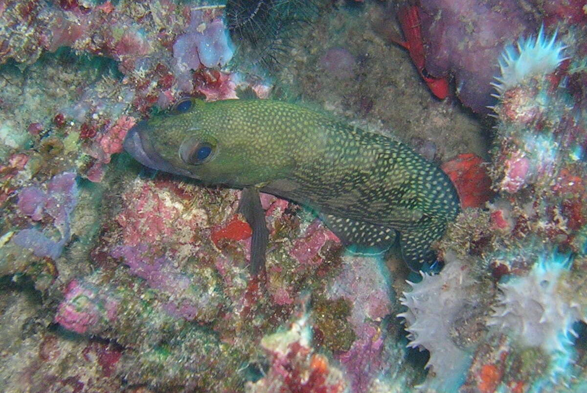 Image of Speckled-fin Rockcod