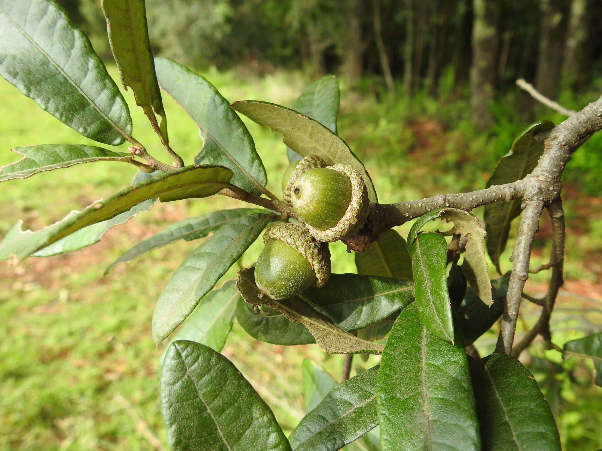 Image of Quercus crassipes Bonpl.