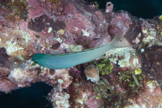 Meiacanthus atrodorsalis (Günther 1877) resmi