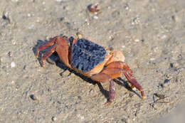 Metopograpsus latifrons (White 1847)的圖片