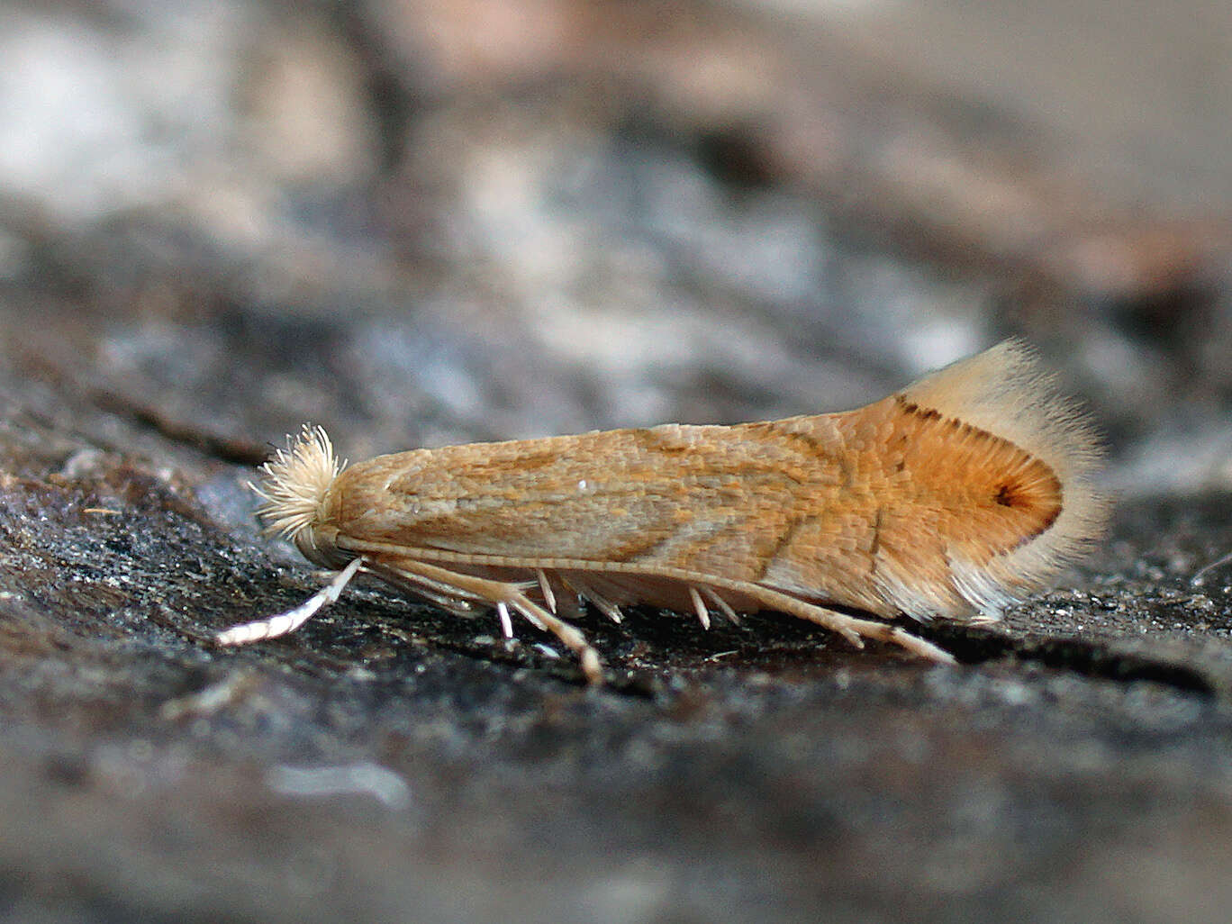 Phyllonorycter quercifoliella (Zeller 1839)的圖片