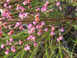 Image of Erica selaginifolia Salisb.