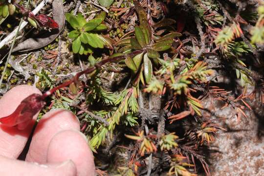 Imagem de Gentianella cernua (Kunth) Fabris