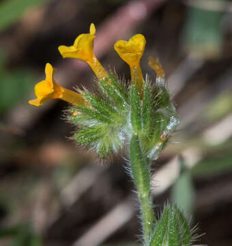 Image of common fiddleneck