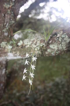 Ypsilopus erectus (P. J. Cribb) P. J. Cribb & J. Stewart的圖片