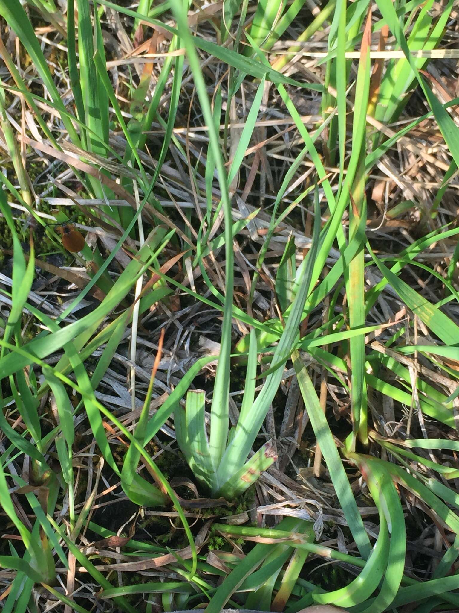 Image of Timberland Blue-Eyed-Grass