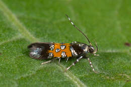 Image of Stagmatophora heydeniella Fischer von Röslerstamm 1842