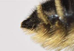 Megachile brevis Say 1837 resmi