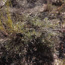 Image of Grevillea ilicifolia subsp. lobata (F. Müll.) Downing