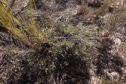 Image of Grevillea ilicifolia subsp. lobata (F. Müll.) Downing