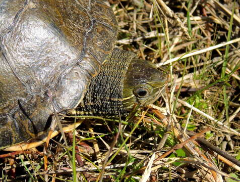 Image of Caspian turtle