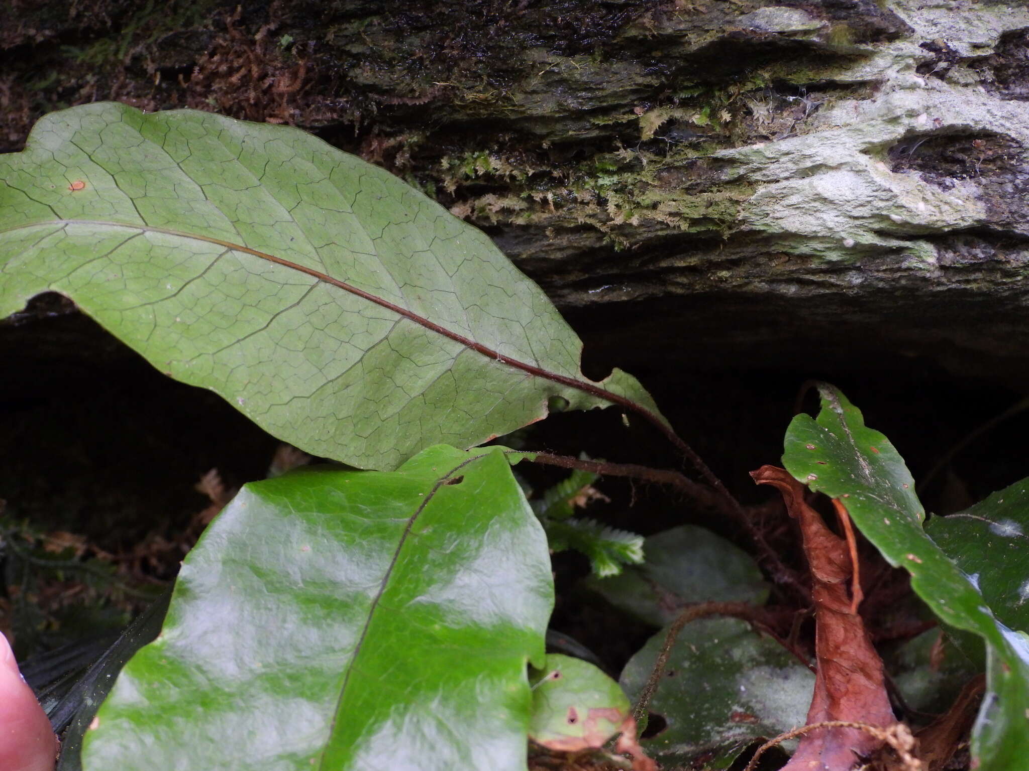 Image of Tectaria harlandii (Hook.) C. M. Kuo