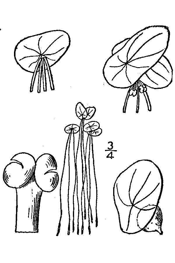 Image of common duckmeat