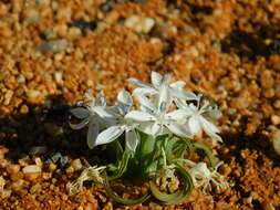 Image of Lapeirousia plicata (Jacq.) Diels