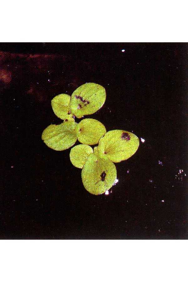 Image of common duckmeat