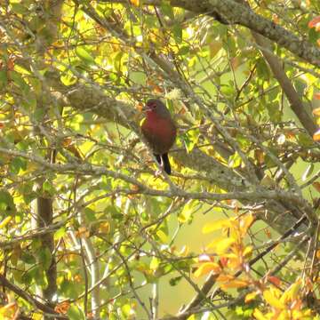 Image of African Firefinch