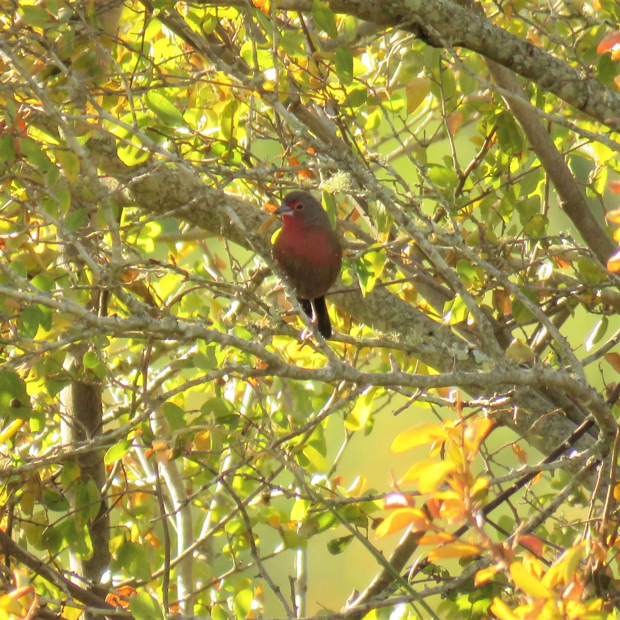 Image of African Firefinch