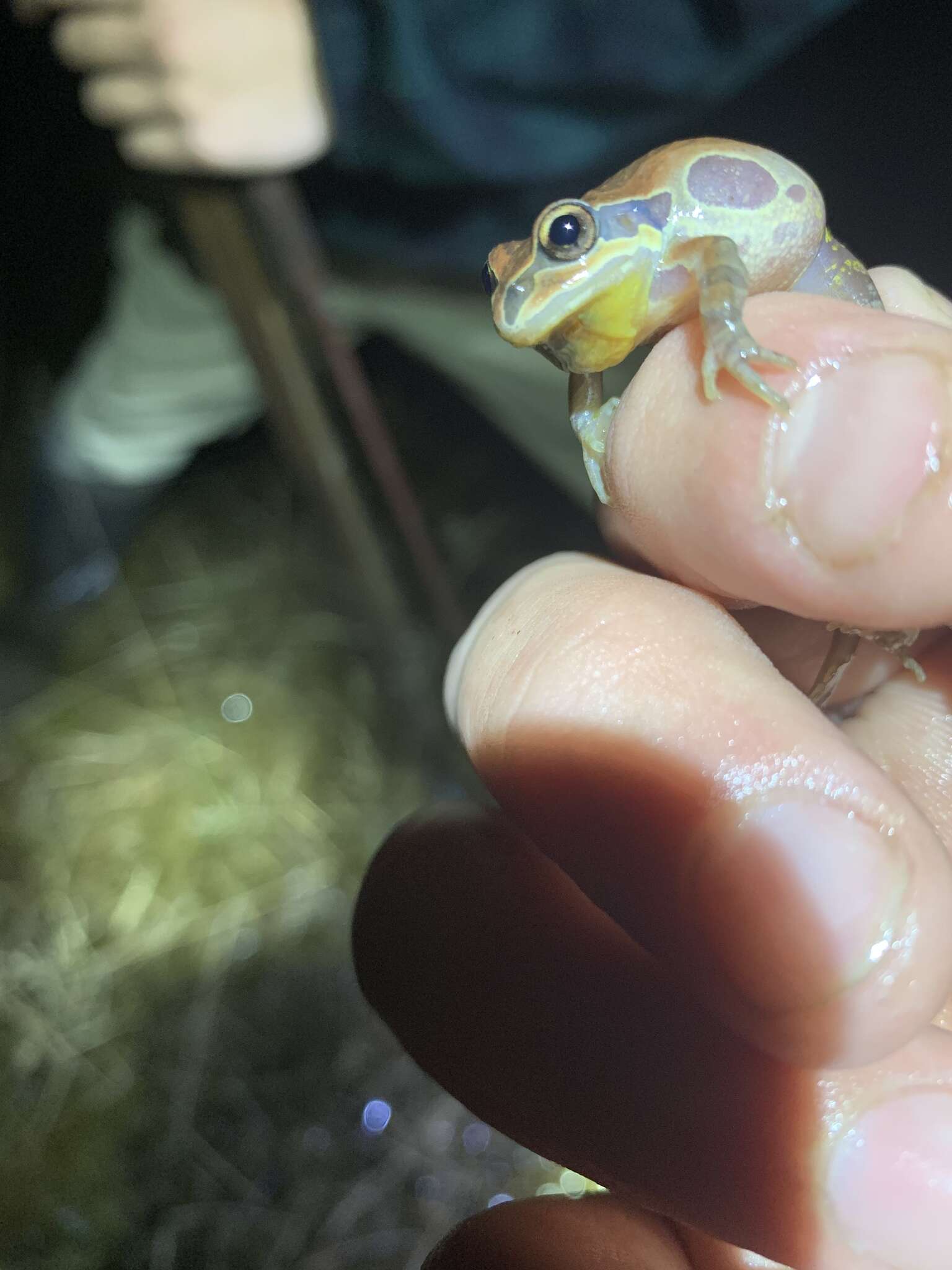 Image of Ornate Chorus Frog