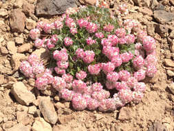 Image of cushion buckwheat