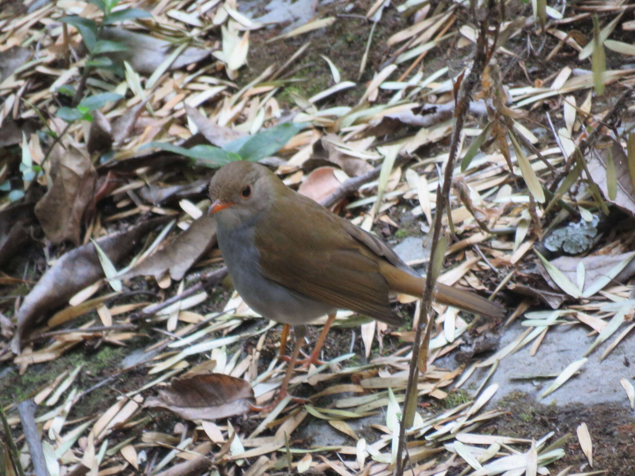 Image of Orange-billed Nightingale-Thrush