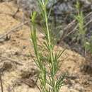 Plancia ëd Hypericum lissophloeus P. Adams