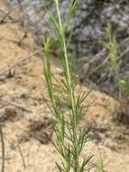 Plancia ëd Hypericum lissophloeus P. Adams