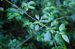 Image de Coprosma foliosa A. Gray