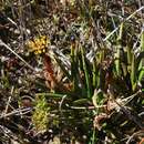 Image of Haemodorum distichophyllum Hook.