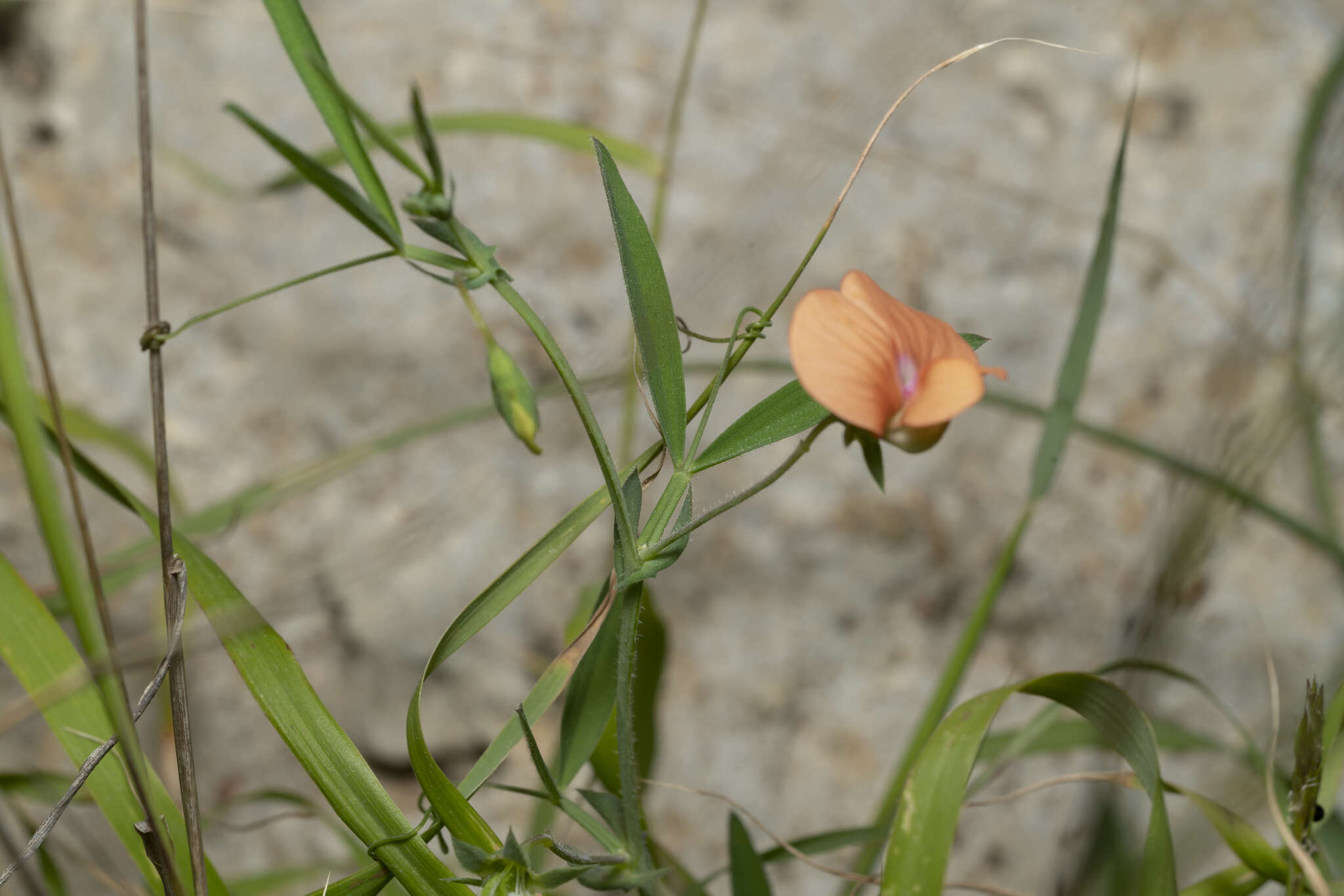 Imagem de Lathyrus blepharicarpus Boiss.