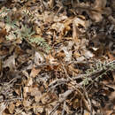 Sivun Astragalus puniceus var. gertrudis (Greene) Barneby kuva