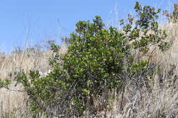 Imagem de Endotropis crocea subsp. pirifolia (Greene) Hauenschild