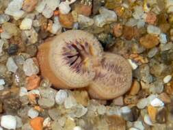 Image of Arctic surfclam