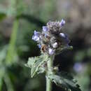 Image of Nepeta alatavica Lipsky