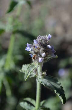 Imagem de Nepeta alatavica Lipsky