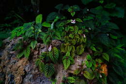 Image of Achimenes obscura C. V. Morton