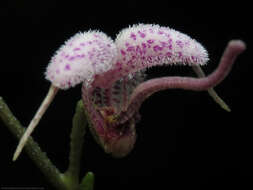 Image of Scaphosepalum lima (F. Lehm. & Kraenzl.) Schltr.