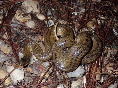 Image of Delta Crayfish Snake